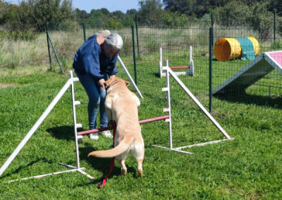 Parcours d'agility canin