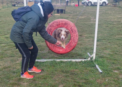 Parcours d'agility canin