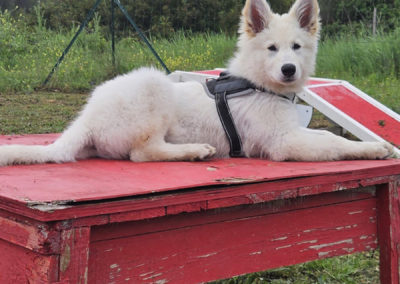 Parcours d'agility canin