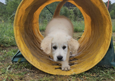 Parcours d'agility canin