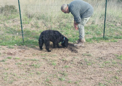 Activités olfactives canines - le cavage