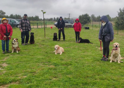 Chiens et maîtres en cours d'éducation canine