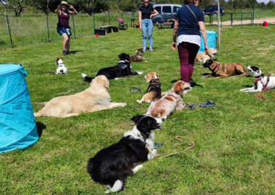 Chiens et maîtres en cours d'éducation canine