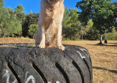 Mon chien Nesquick - Golden Retriever