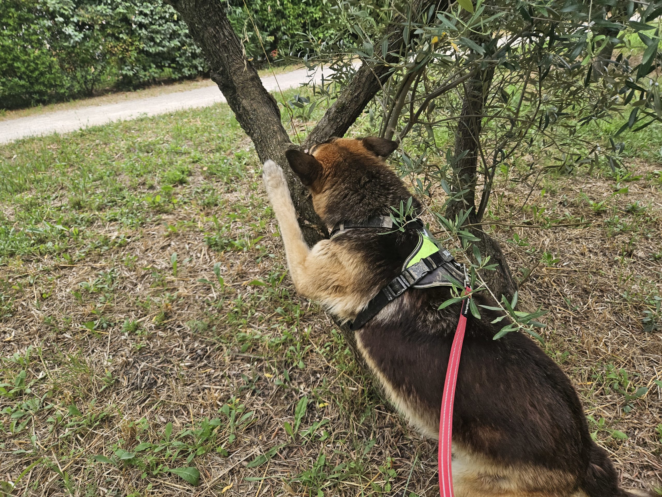 Education canine