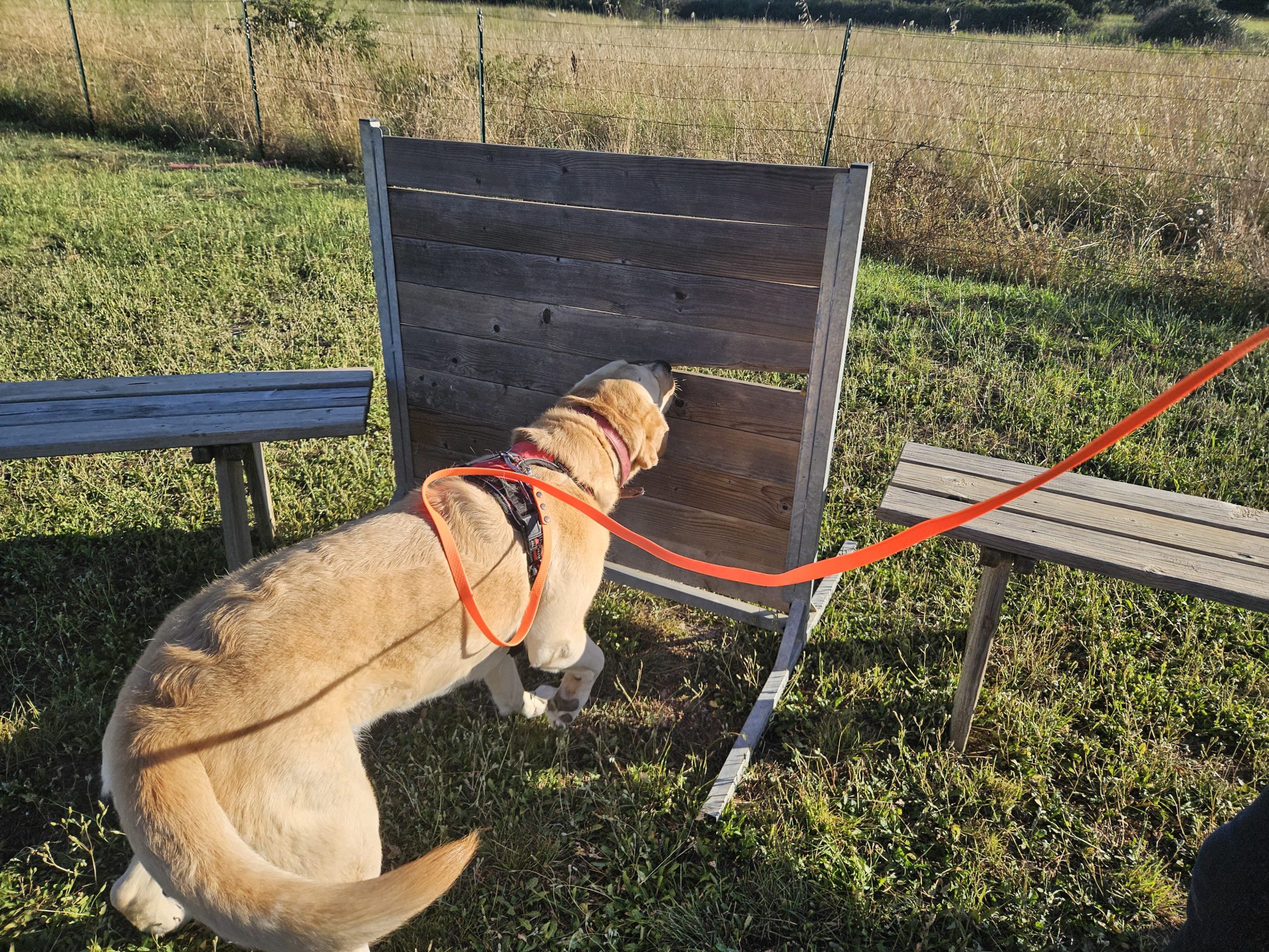 Education canine