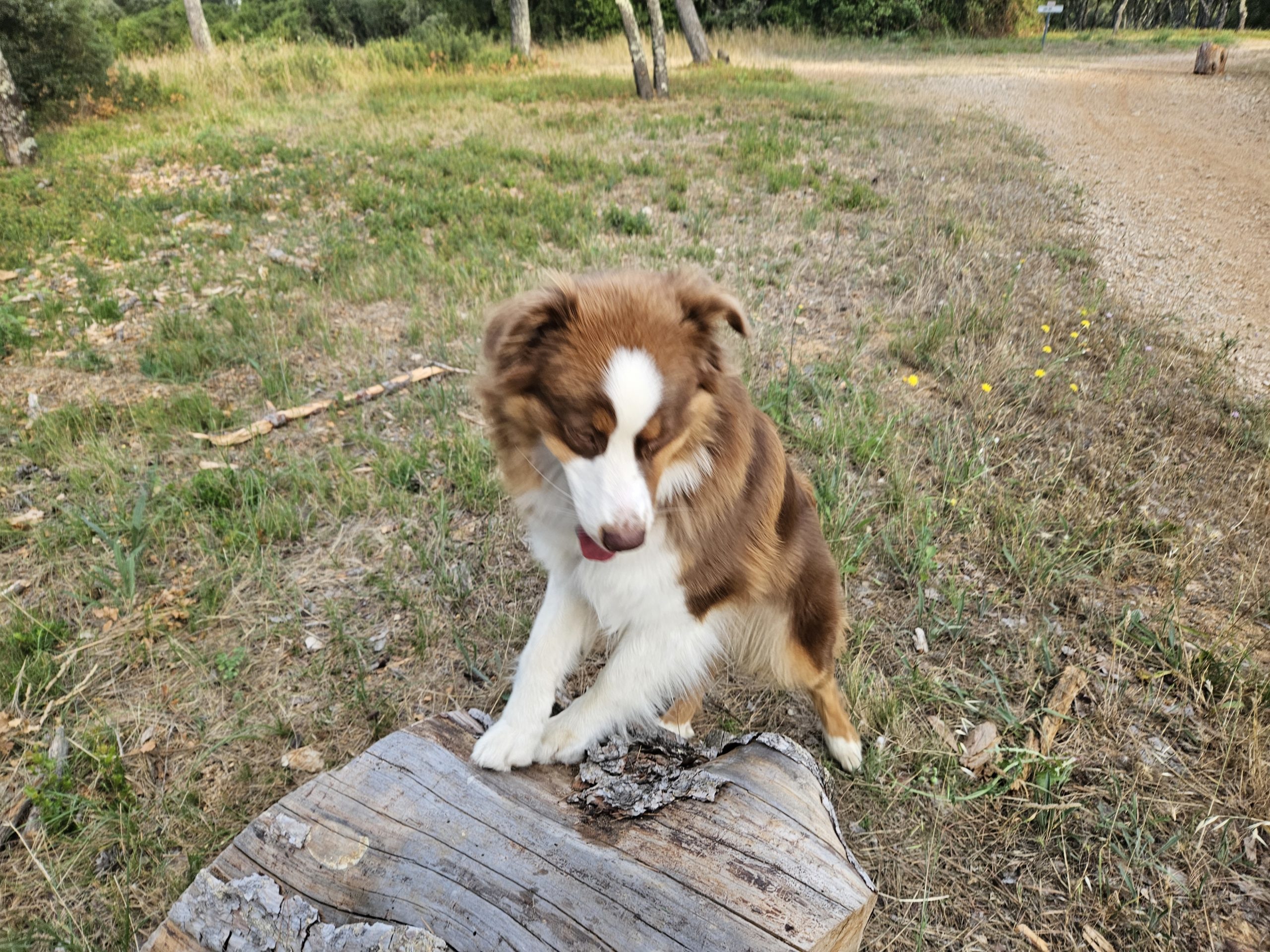 Education canine